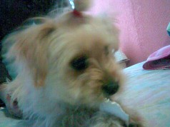Fotos de perros
